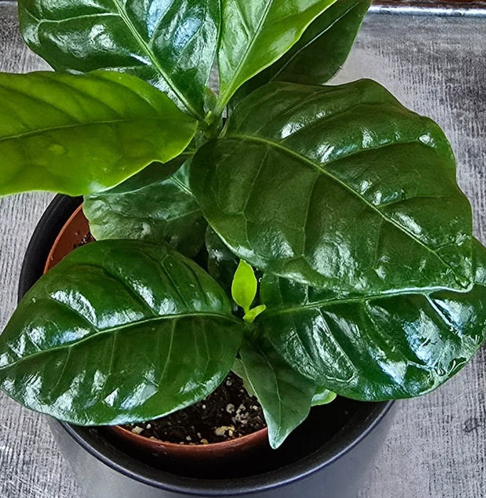 The Plant Farm® Houseplants Coffea Arabica Coffee Plant, 2" Plant