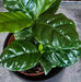 The Plant Farm® Houseplants Coffea Arabica Coffee Plant, 2" Plant