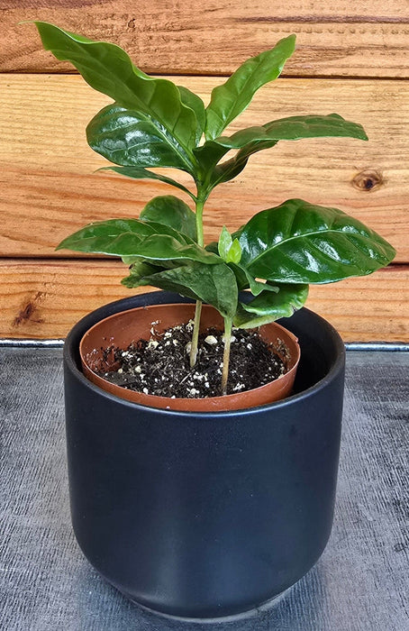 The Plant Farm® Houseplants Coffea Arabica Coffee Plant, 2" Plant