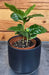 The Plant Farm® Houseplants Coffea Arabica Coffee Plant, 2" Plant