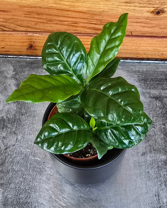 The Plant Farm® Houseplants Coffea Arabica Coffee Plant, 2" Plant