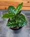 The Plant Farm® Houseplants Coffea Arabica Coffee Plant, 2" Plant