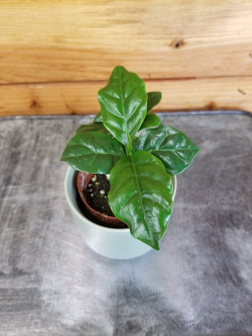 The Plant Farm® Houseplants Coffea Arabica Coffee Plant, 2" Plant