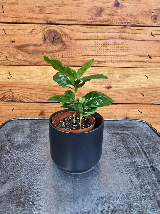 The Plant Farm® Houseplants Coffea Arabica Coffee Plant, 2" Plant