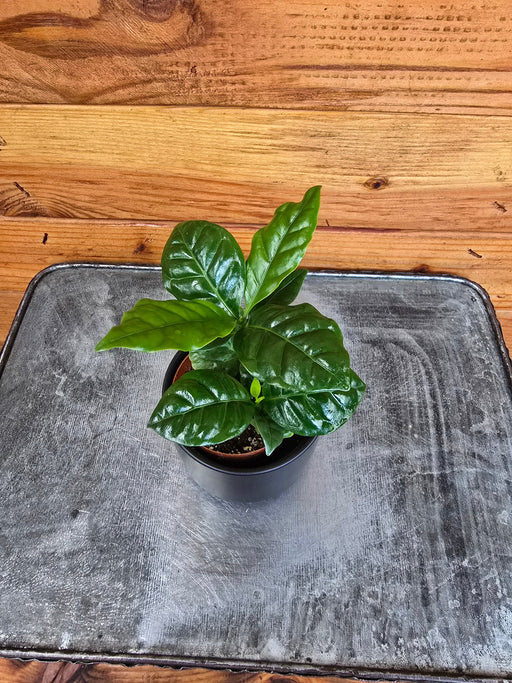 The Plant Farm® Houseplants Coffea Arabica Coffee Plant, 2" Plant