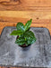 The Plant Farm® Houseplants Coffea Arabica Coffee Plant, 2" Plant