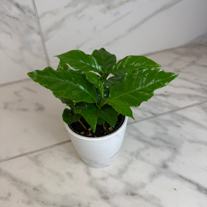 The Plant Farm® Houseplants Coffea Arabica Coffee Plant, 4" Plant