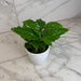 The Plant Farm® Houseplants Coffea Arabica Coffee Plant, 4" Plant