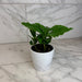 The Plant Farm® Houseplants Coffea Arabica Coffee Plant, 4" Plant