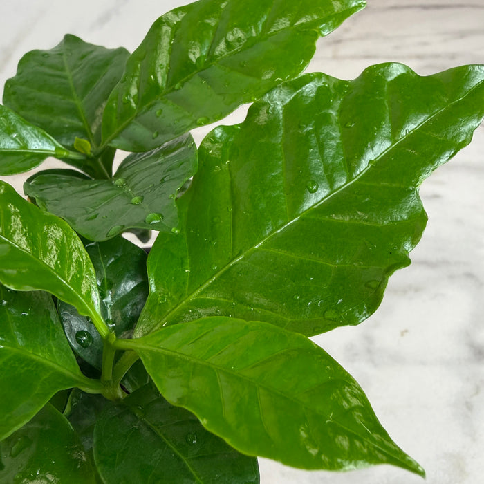 The Plant Farm® Houseplants Coffea Arabica Coffee Plant, 4" Plant