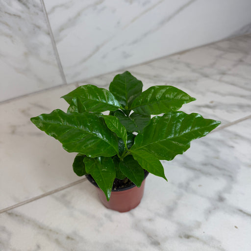 The Plant Farm® Houseplants Coffea Arabica Coffee Plant, 4" Plant