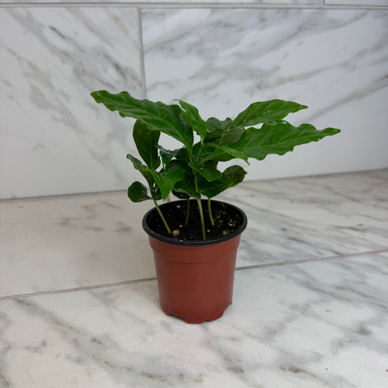 High Maintenance Plants