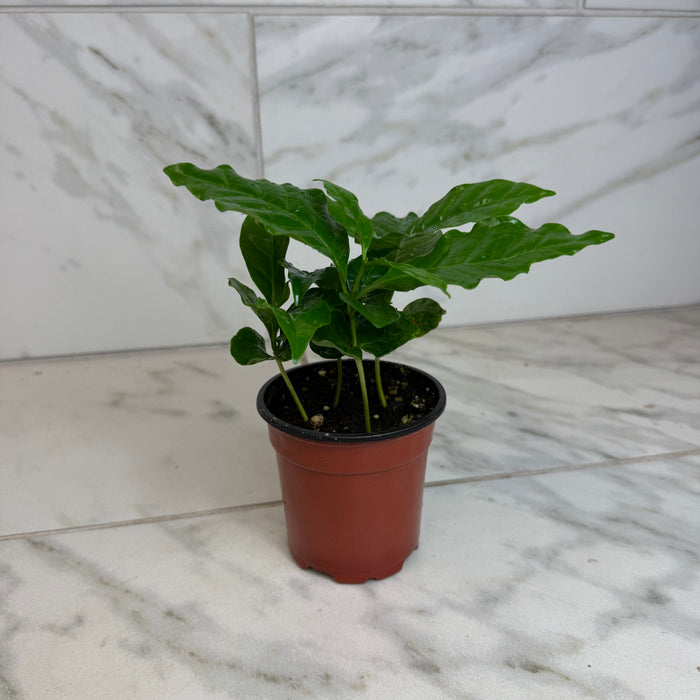 The Plant Farm® Houseplants Coffea Arabica Coffee Plant, 4" Plant