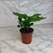 The Plant Farm® Houseplants Coffea Arabica Coffee Plant, 4" Plant