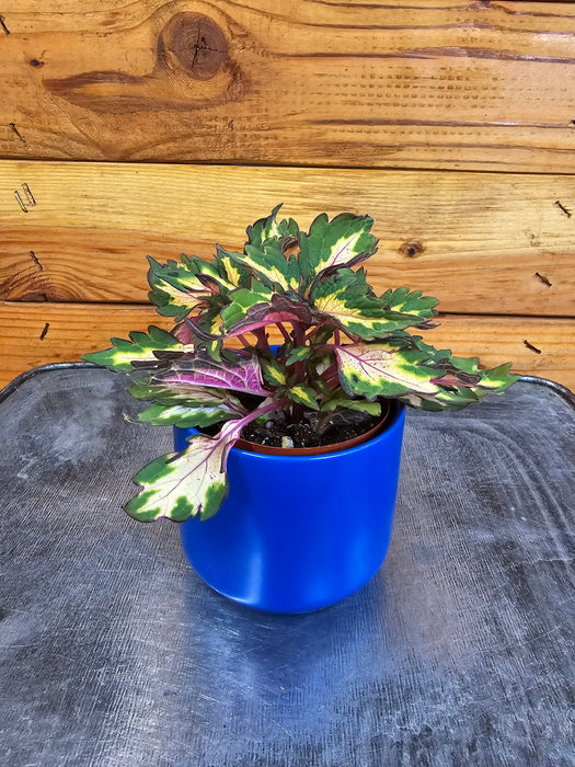 The Plant Farm® Houseplants Coleus Down Town Miami Magic, 2" Plant