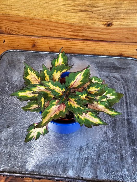 The Plant Farm® Houseplants Coleus Down Town Miami Magic, 2" Plant