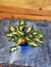 The Plant Farm® Houseplants Coleus Down Town Miami Magic, 2" Plant