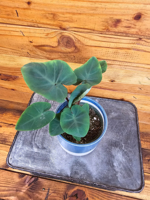 The Plant Farm® Houseplants Colocasia Hawaiian Punch, 4" Plant