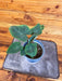 The Plant Farm® Houseplants Colocasia Hawaiian Punch, 4" Plant