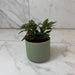 The Plant Farm® Houseplants Columnea Paradise, 2" Plant