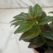 The Plant Farm® Houseplants Columnea Paradise, 2" Plant