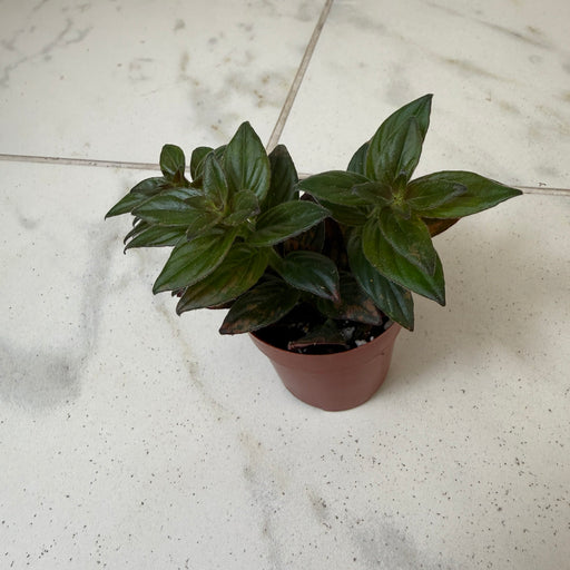 The Plant Farm® Houseplants Columnea Paradise, 2" Plant