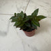 The Plant Farm® Houseplants Columnea Paradise, 2" Plant