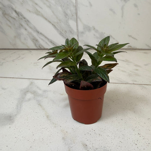 The Plant Farm® Houseplants Columnea Paradise, 2" Plant