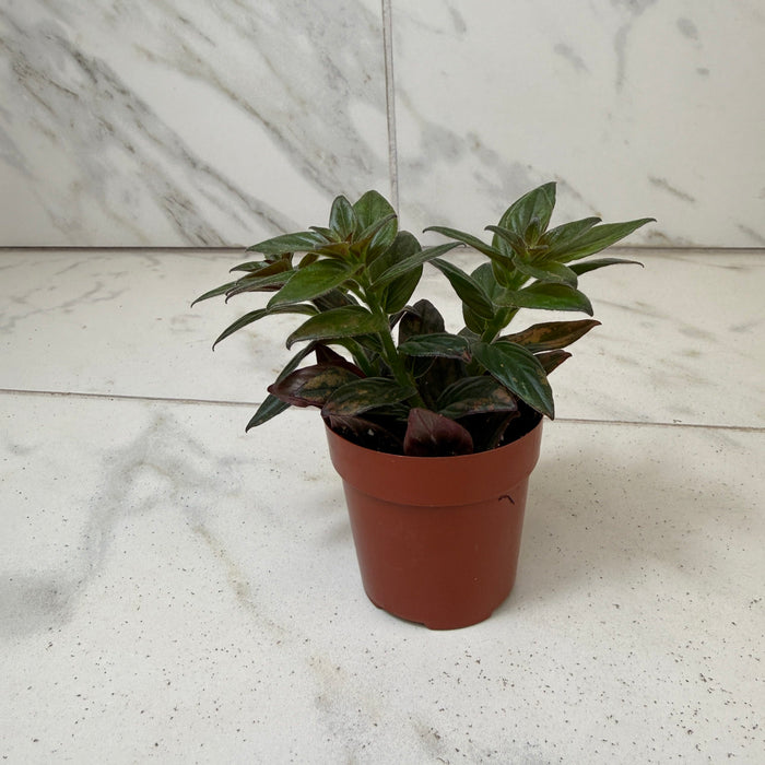 The Plant Farm® Houseplants Columnea Paradise, 2" Plant