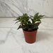 The Plant Farm® Houseplants Columnea Paradise, 2" Plant