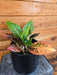 The Plant Farm® Houseplants Croton Petra, 6" Plant