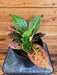 The Plant Farm® Houseplants Croton Petra, 6" Plant