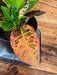 The Plant Farm® Houseplants Croton Petra, 6" Plant