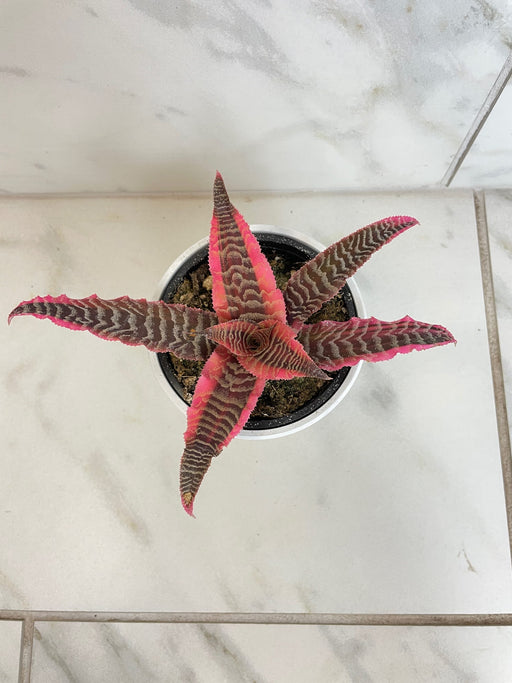 The Plant Farm® Houseplants Cryptanthus 'Diane', 4" Plant