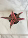 The Plant Farm® Houseplants Cryptanthus 'Diane', 4" Plant