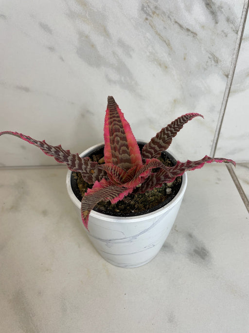 The Plant Farm® Houseplants Cryptanthus 'Diane', 4" Plant