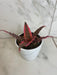 The Plant Farm® Houseplants Cryptanthus 'Diane', 4" Plant