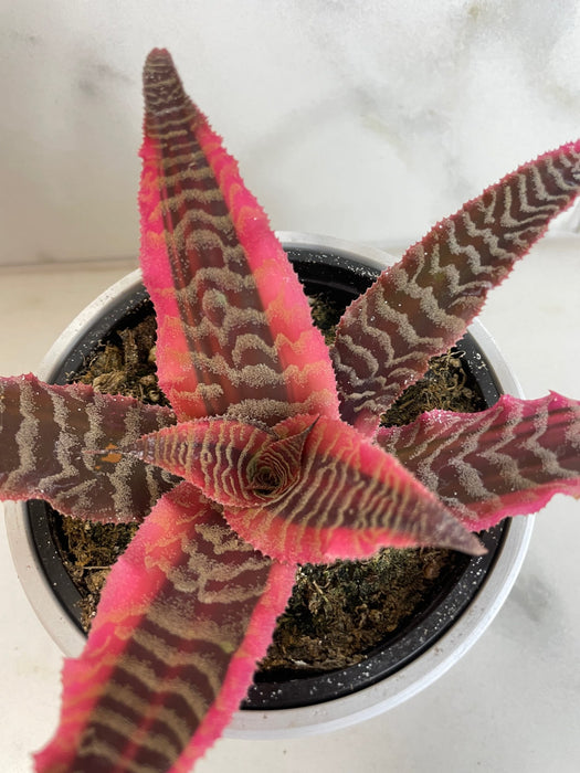 The Plant Farm® Houseplants Cryptanthus 'Diane', 4" Plant