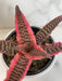 The Plant Farm® Houseplants Cryptanthus 'Diane', 4" Plant
