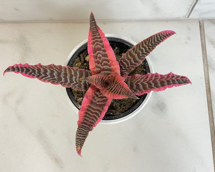 The Plant Farm® Houseplants Cryptanthus 'Elaine', 4" Plant