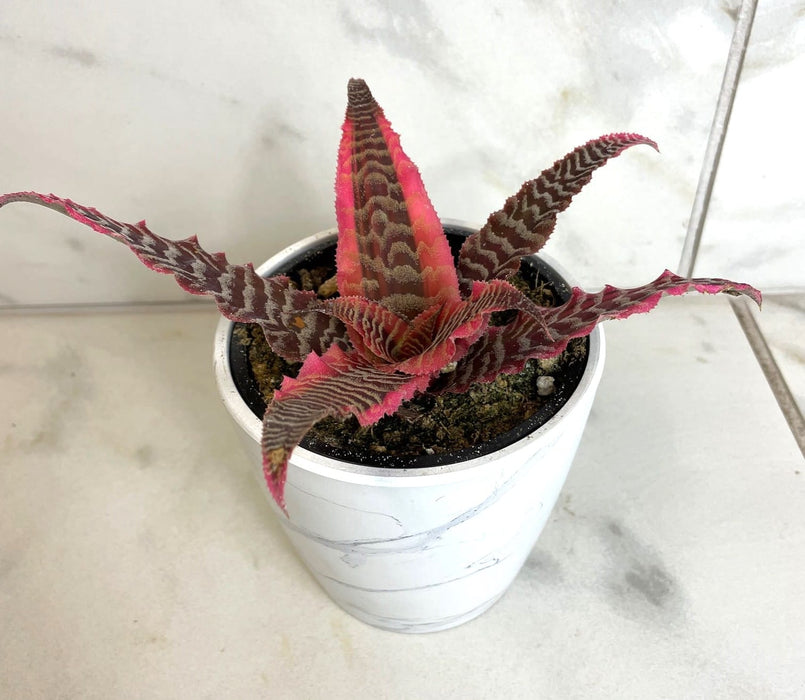 The Plant Farm® Houseplants Cryptanthus 'Elaine', 4" Plant