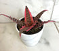 The Plant Farm® Houseplants Cryptanthus 'Elaine', 4" Plant
