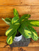 The Plant Farm® Houseplants Ctenanthe Lubbersiana, 6" Plant