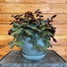 The Plant Farm® Houseplants Cyanotis Kewensis Teddy Bear Vine, 6" Plant
