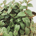 The Plant Farm® Houseplants Cyanotis Kewensis Teddy Bear Vine, Cutting x5