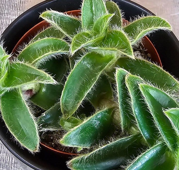 The Plant Farm® Houseplants Cyanotis Somaliensis, 2" Plant