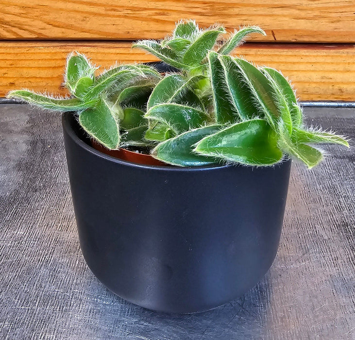 The Plant Farm® Houseplants Cyanotis Somaliensis, 2" Plant