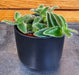 The Plant Farm® Houseplants Cyanotis Somaliensis, 2" Plant