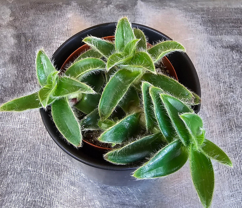 The Plant Farm® Houseplants Cyanotis Somaliensis, 2" Plant