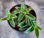 The Plant Farm® Houseplants Cyanotis Somaliensis, 2" Plant